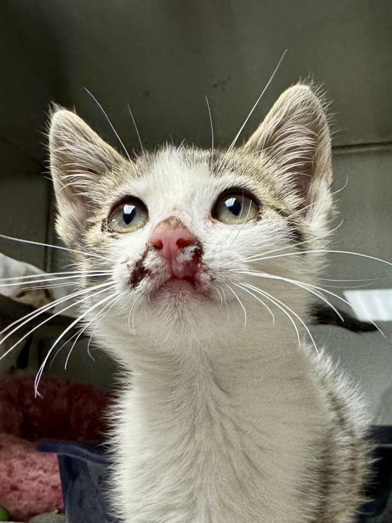 Enlarge Motor, a Adopted Domestic Short Hair in Midland, MI image 2/2