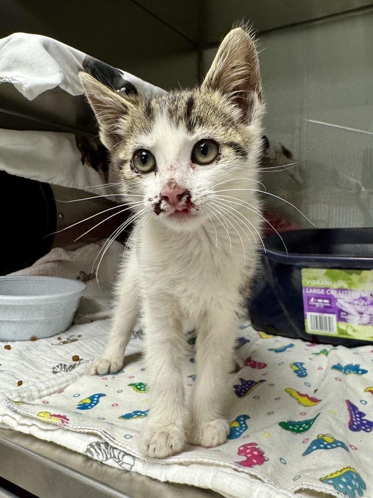 Motor, Adopted, Kitten Male Domestic Short Hair.