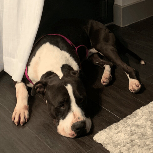 Fozzie — thumbnail 6