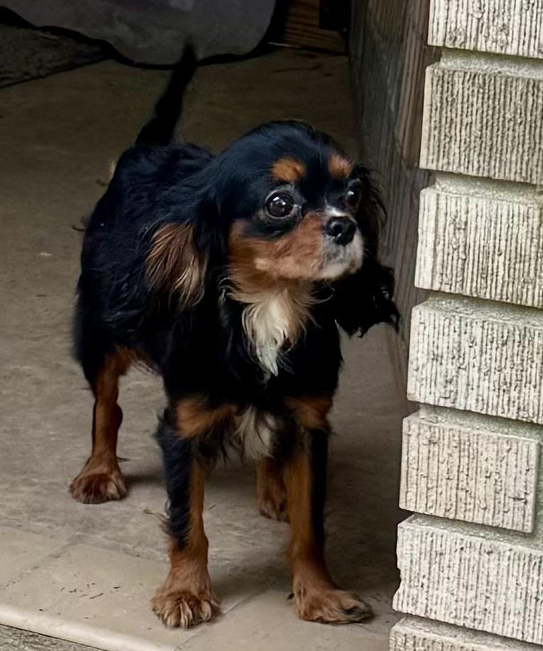 Holly, an adopted Cavalier King Charles Spaniel in Baker, LA image 1/2