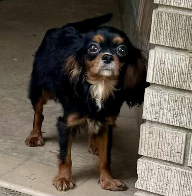 Holly, an adopted Cavalier King Charles Spaniel in Baker, LA image 2/2