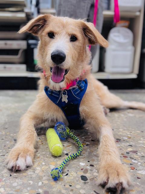 Cooper, an adoptable mixed breed in Palatine, IL image 2/6