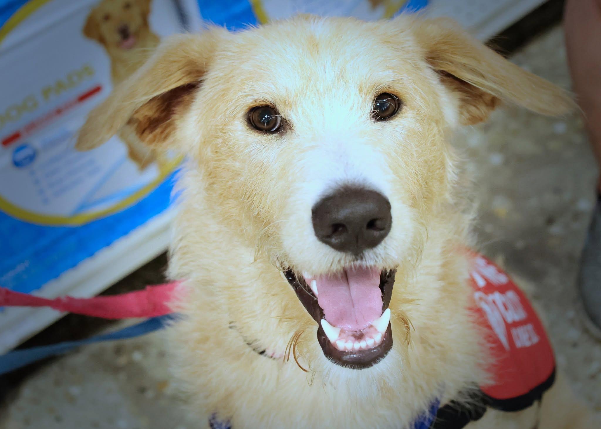 Cooper, an adoptable mixed breed in Palatine, IL image 2/6