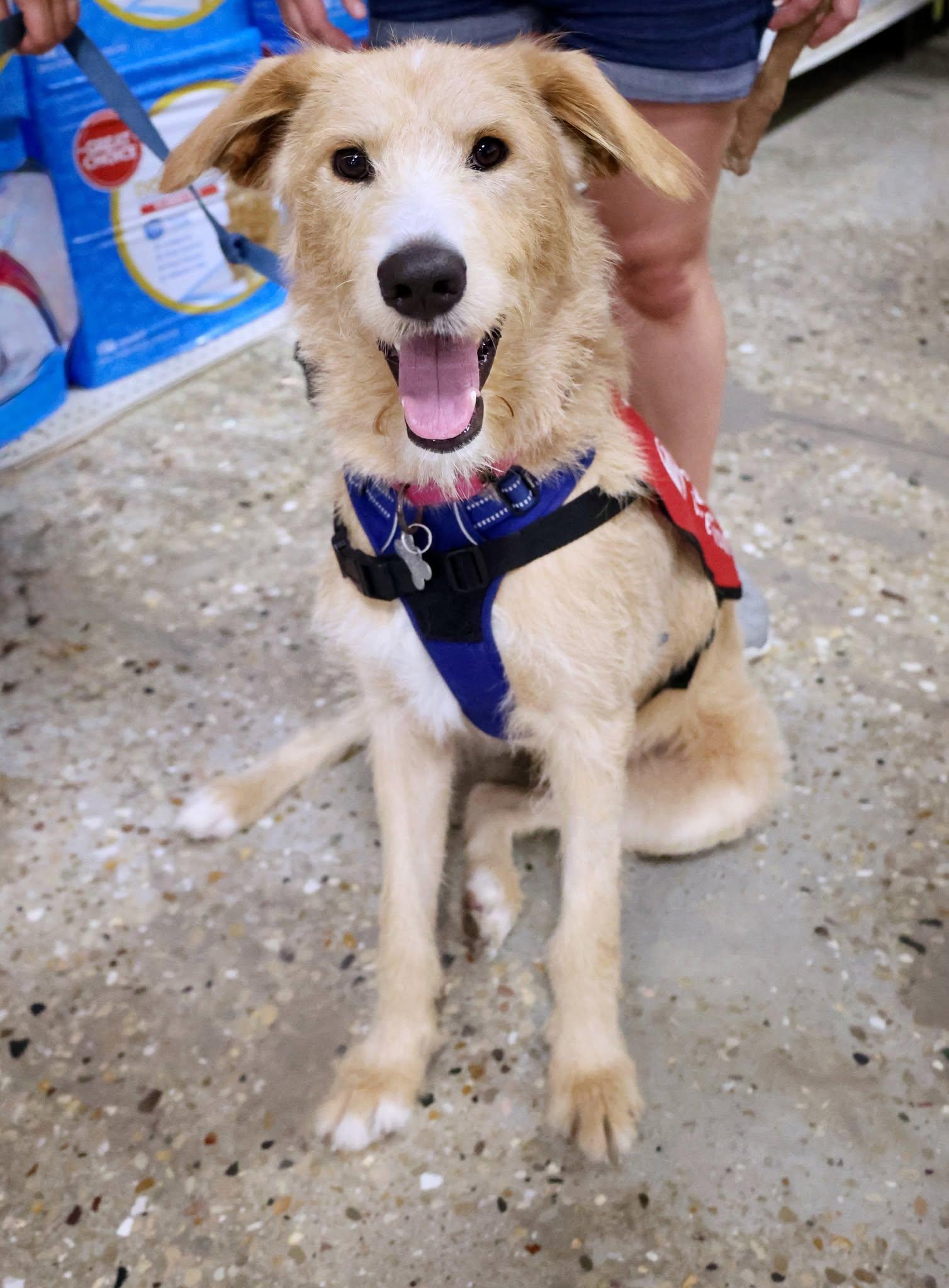 Cooper, an adoptable mixed breed in Palatine, IL image 4/6