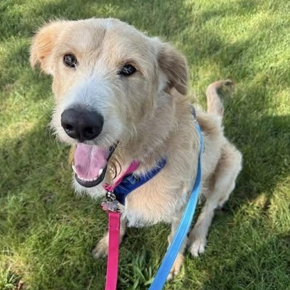 Cooper, an adoptable mixed breed in Palatine, IL image 3/6