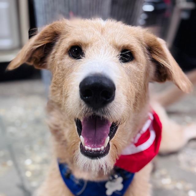Cooper, an adoptable mixed breed in Palatine, IL image 1/6