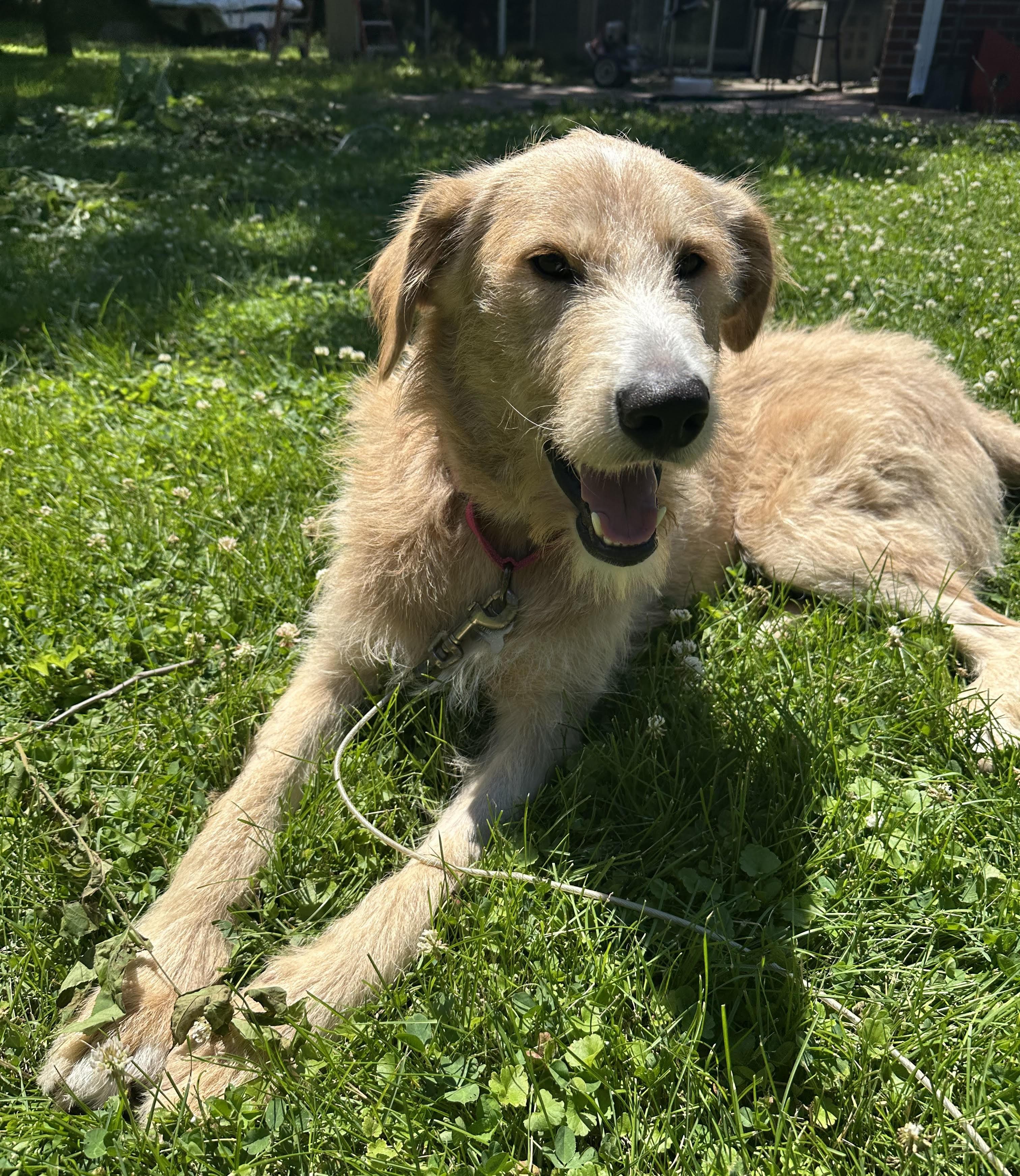 Cooper, an adoptable mixed breed in Palatine, IL image 4/6