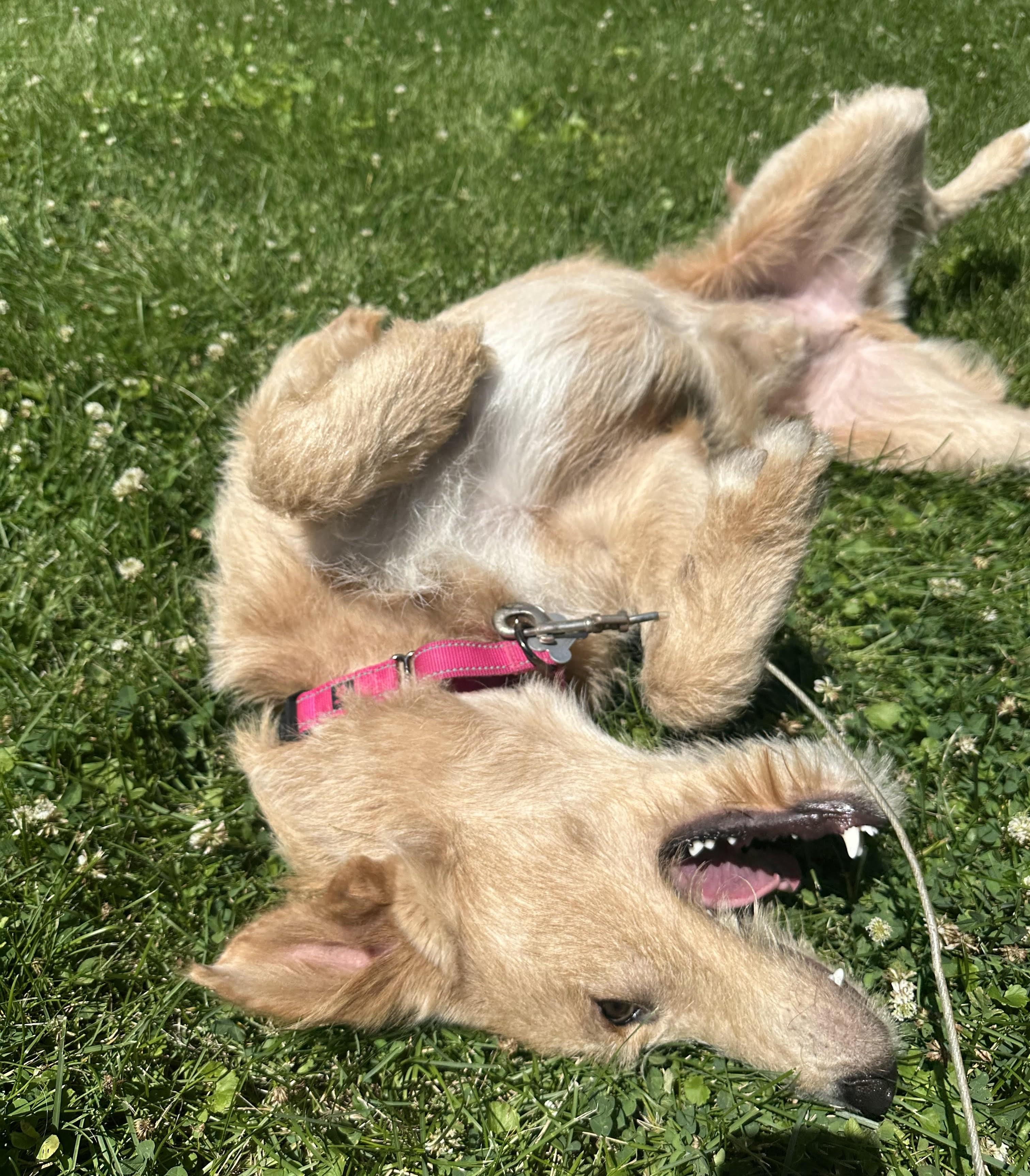 Cooper, an adoptable mixed breed in Palatine, IL image 6/6