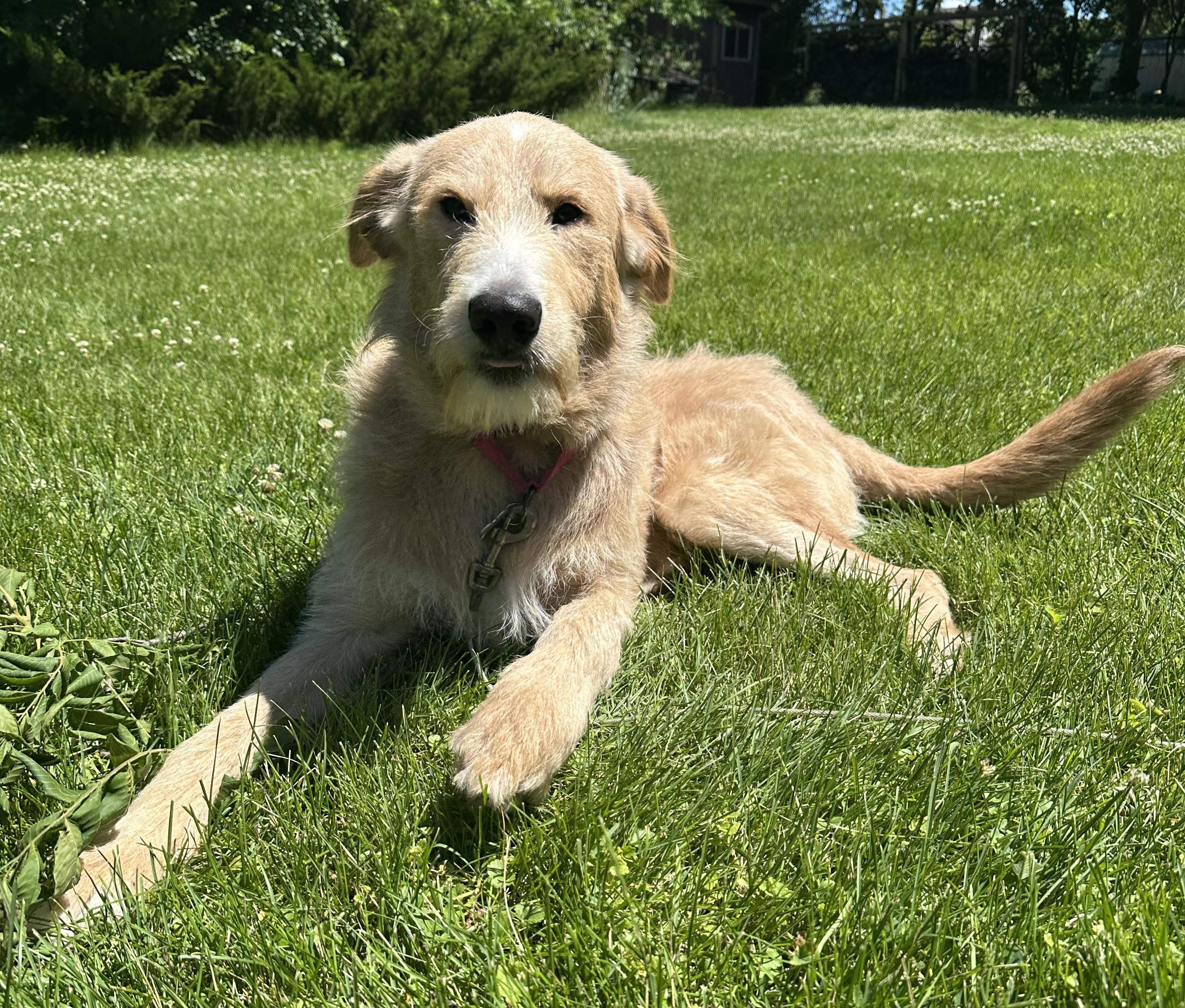 Cooper, an adoptable mixed breed in Palatine, IL image 5/6