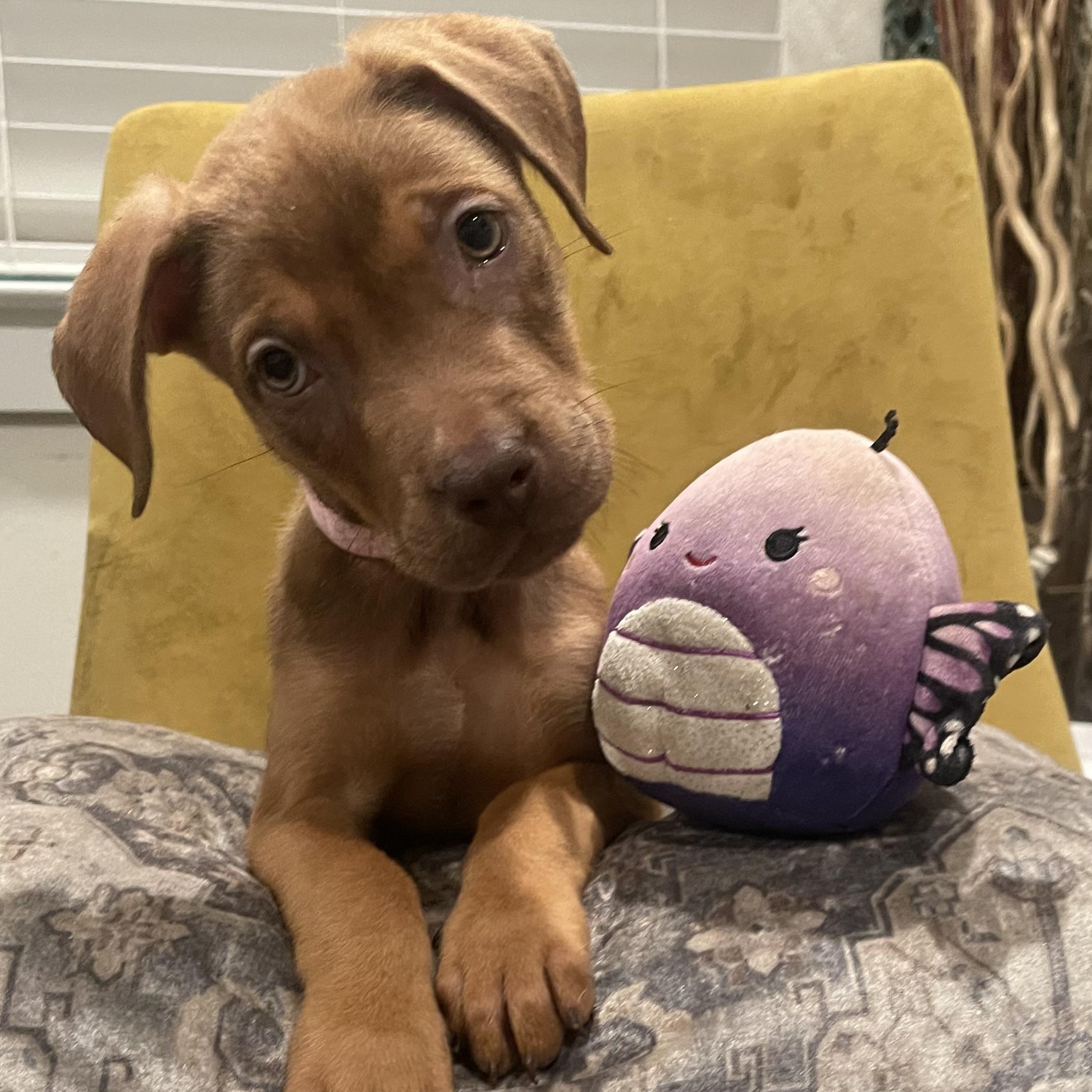 Dog for adoption - Gianna, a Mixed Breed in Raleigh, NC | Petfinder