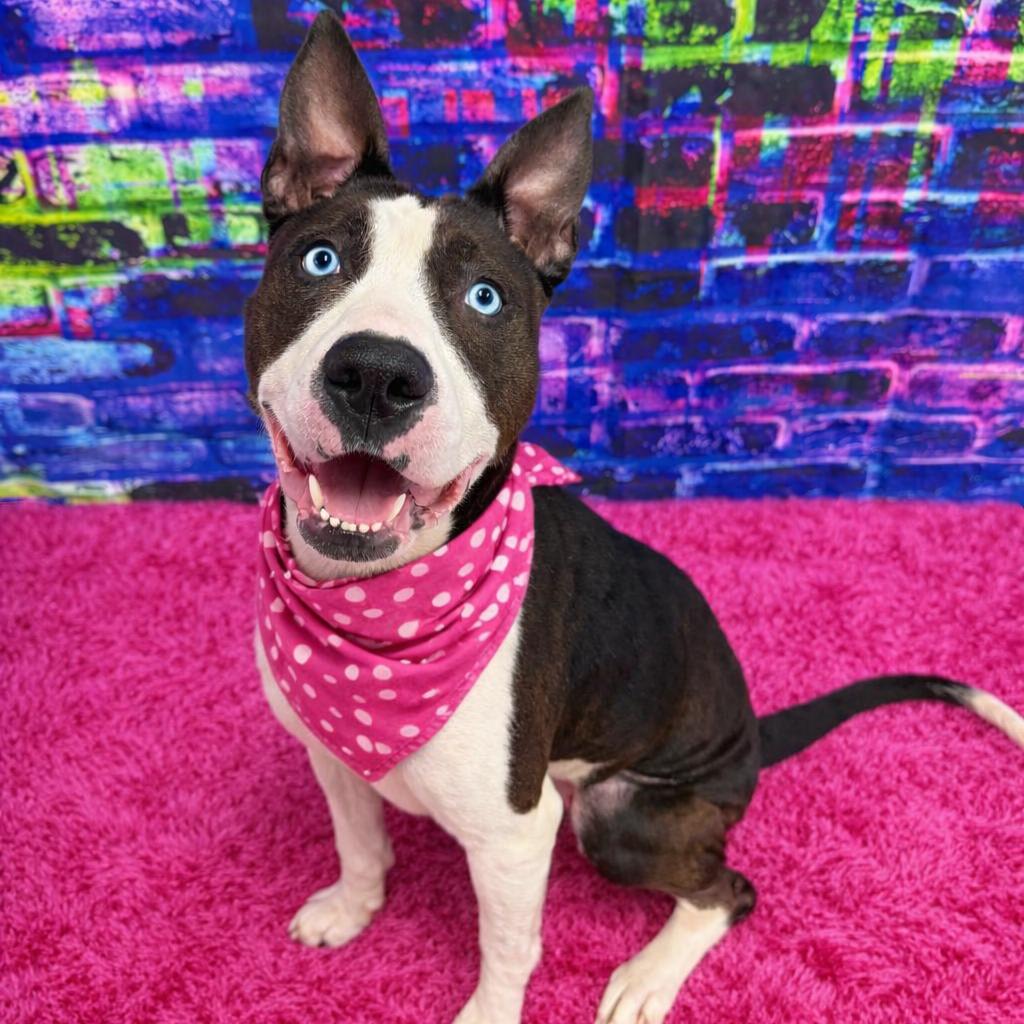 Girlfriend, a Adoptable mixed breed in Binghamton, NY image 1/5