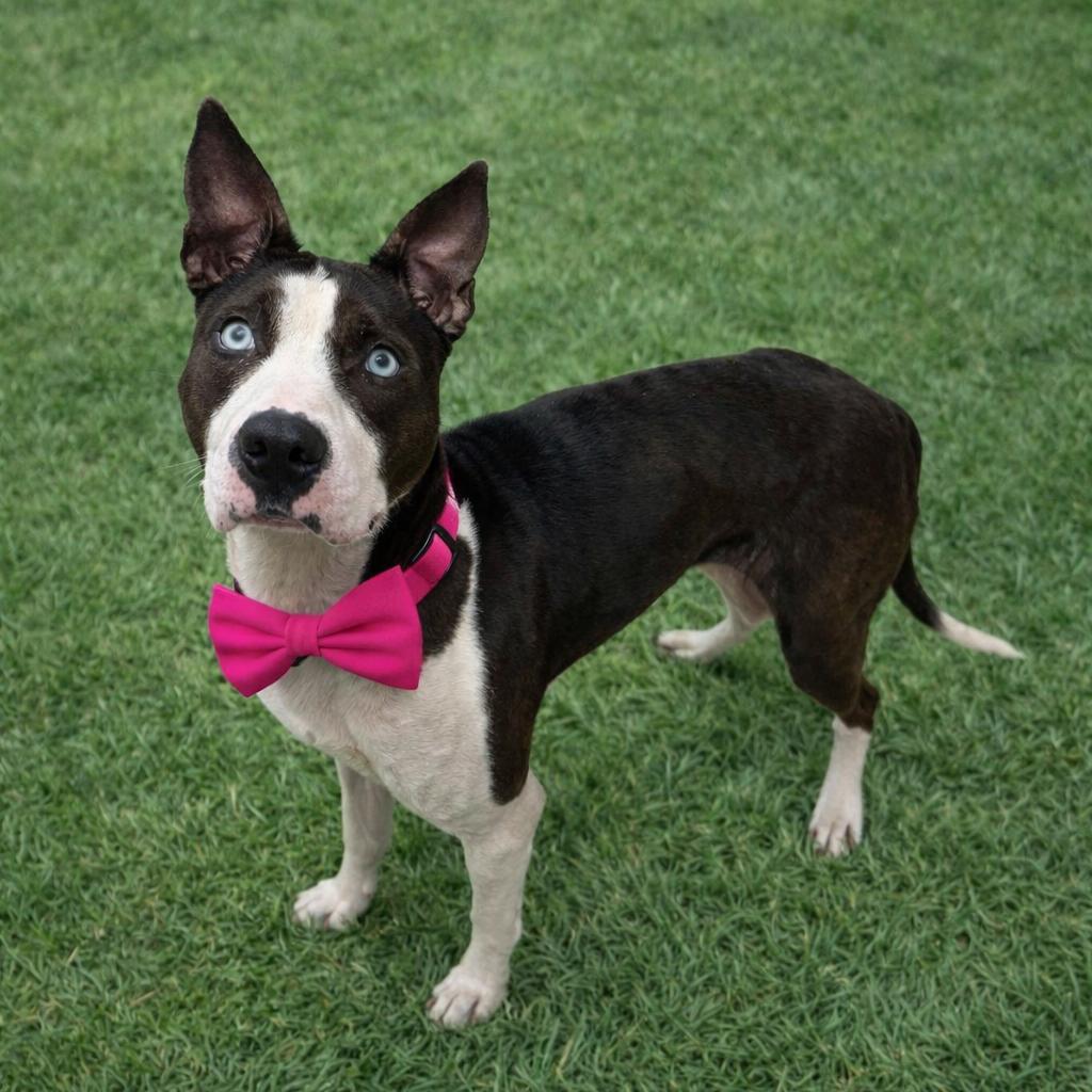 Girlfriend, a Adoptable mixed breed in Binghamton, NY image 3/5