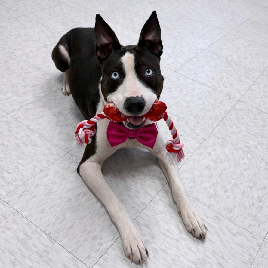 Girlfriend, a Adoptable mixed breed in Binghamton, NY image 4/5