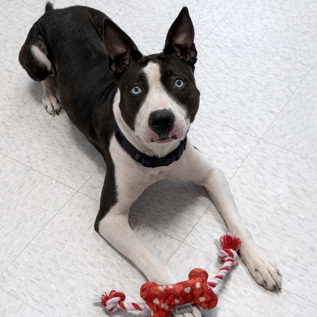 Girlfriend, a Adoptable mixed breed in Binghamton, NY image 5/5