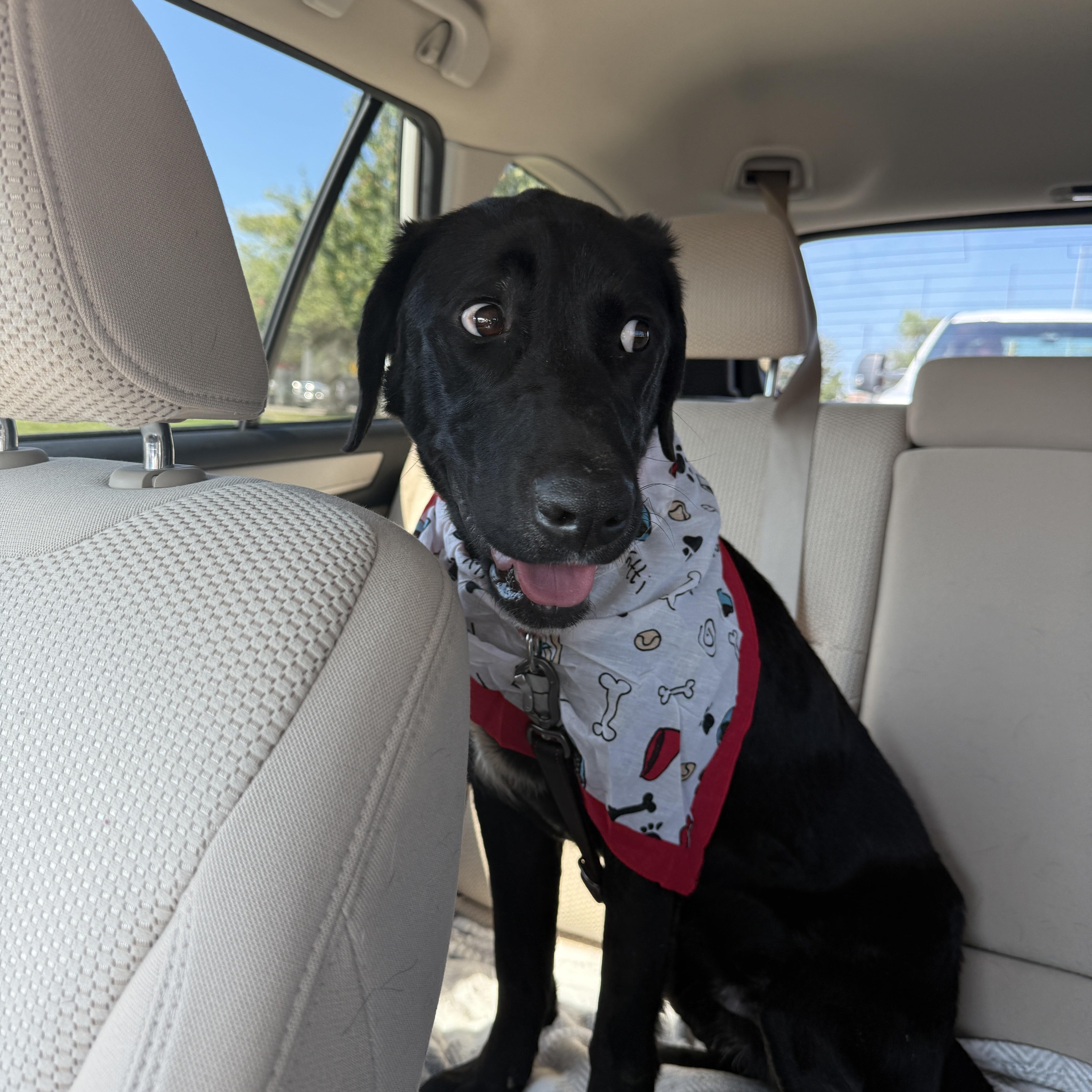 Rex, a Adoptable mixed breed in Springfield, MO image 4/5