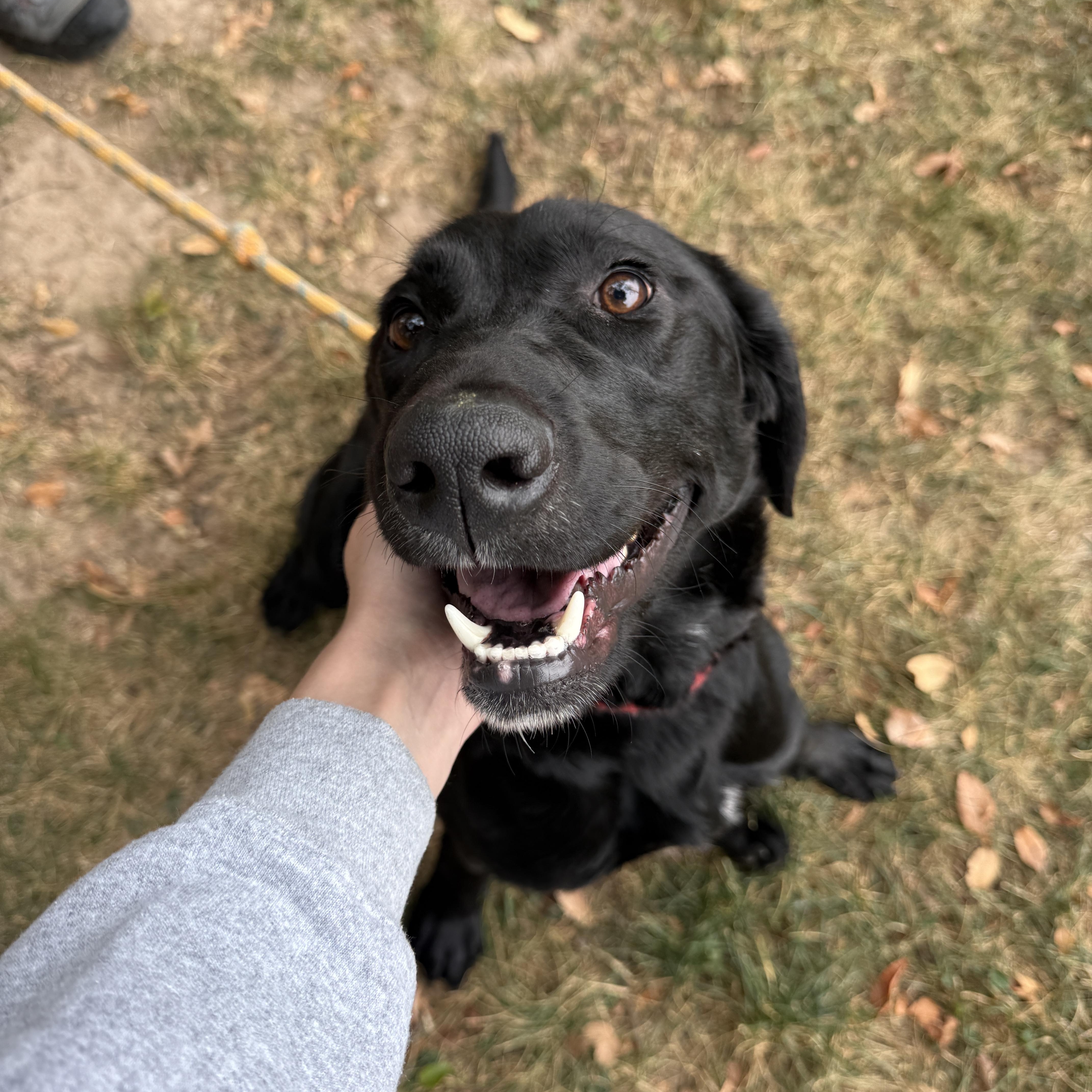 Rex, a Adoptable mixed breed in Springfield, MO image 1/5