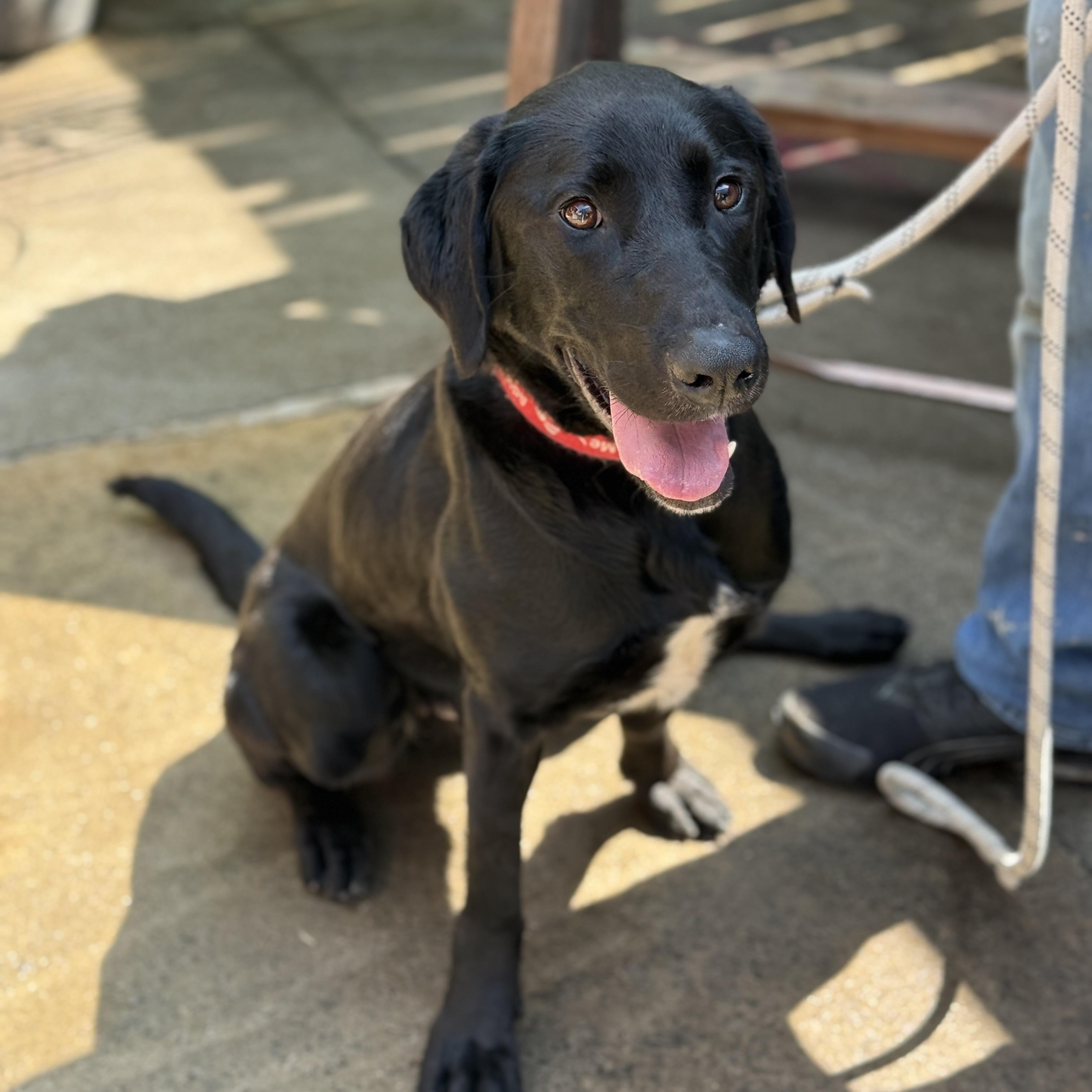 Rex, a Adoptable mixed breed in Springfield, MO image 2/5