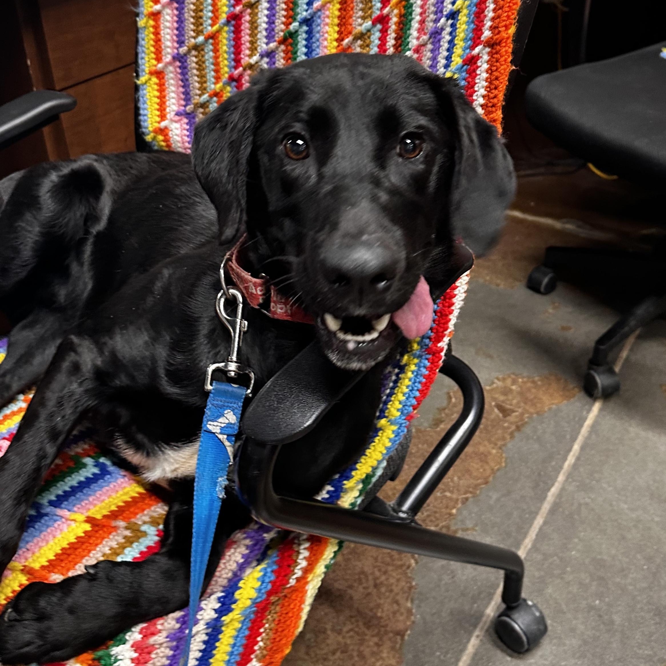Rex, a Adoptable mixed breed in Springfield, MO image 5/5