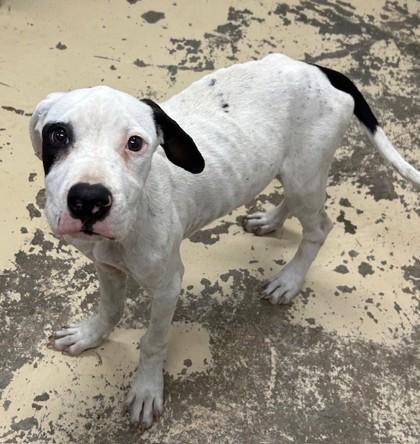 Enlarge Garcon, a Adoptable mixed breed in West Memphis, AR image 1/1