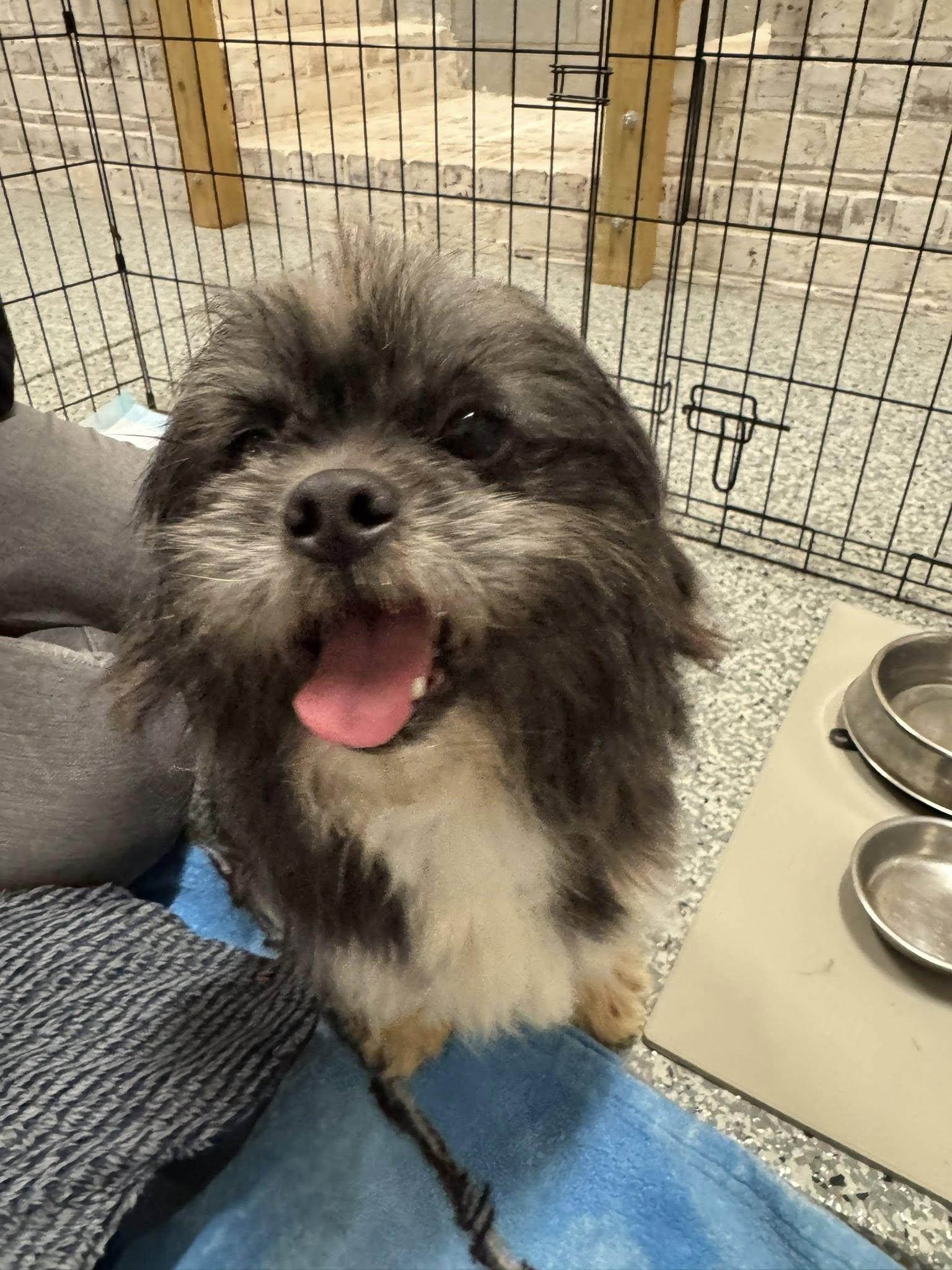 Enlarge 19 Shih Tsus/Lhaso, a ADOPTABLE Shih Tzu in Matthews, NC image 4/4
