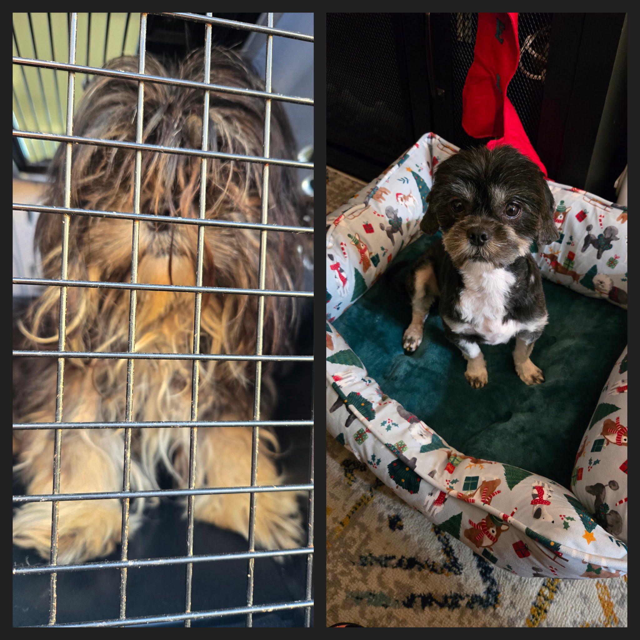 19 Shih Tsus/Lhaso, ADOPTABLE, Adult Female Shih Tzu.