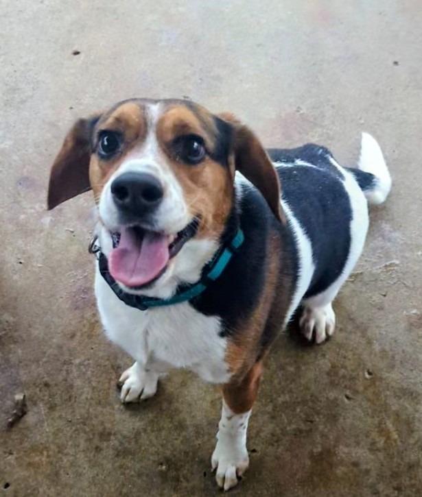 Ethel, Adoptable, Adult Female Beagle.