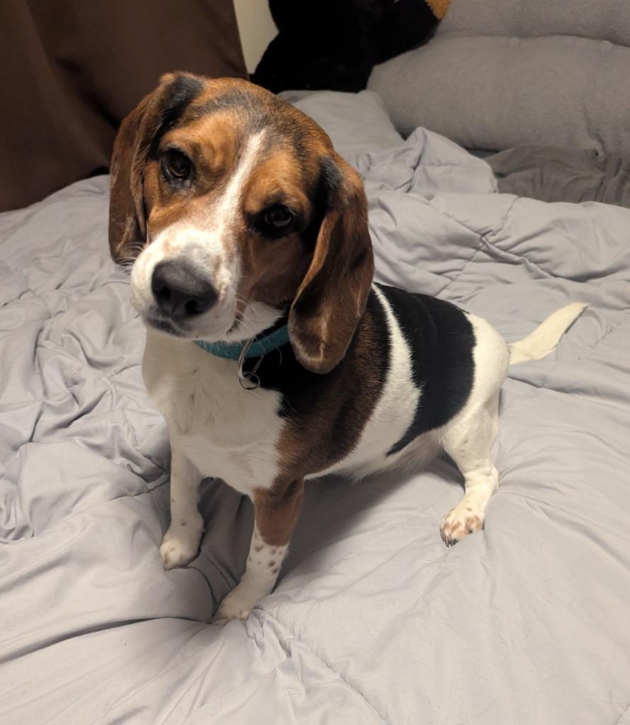 Ethel, a Adoptable Beagle in Indianola, IA image 2/2