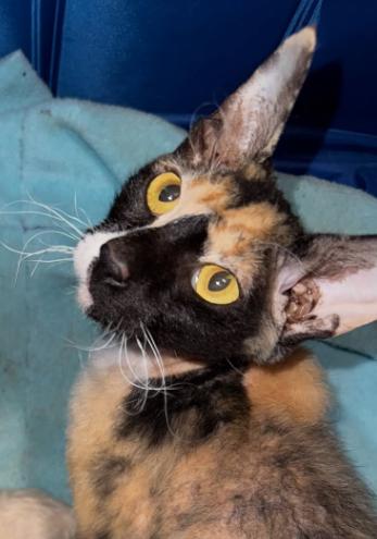 Queen Mary, a Adoptable mixed breed in Norwich, CT image 2/5