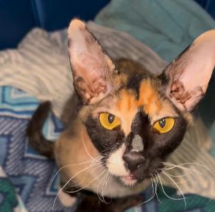 Queen Mary, a Adoptable mixed breed in Norwich, CT image 1/5