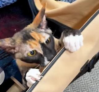 Queen Mary, a Adoptable mixed breed in Norwich, CT image 4/5