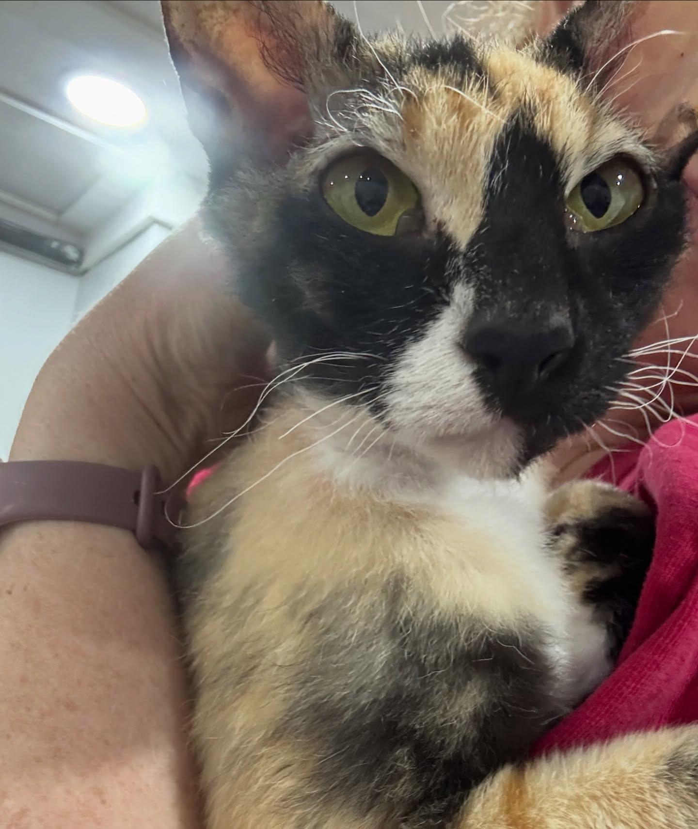 Queen Mary, a Adoptable mixed breed in Norwich, CT image 5/5