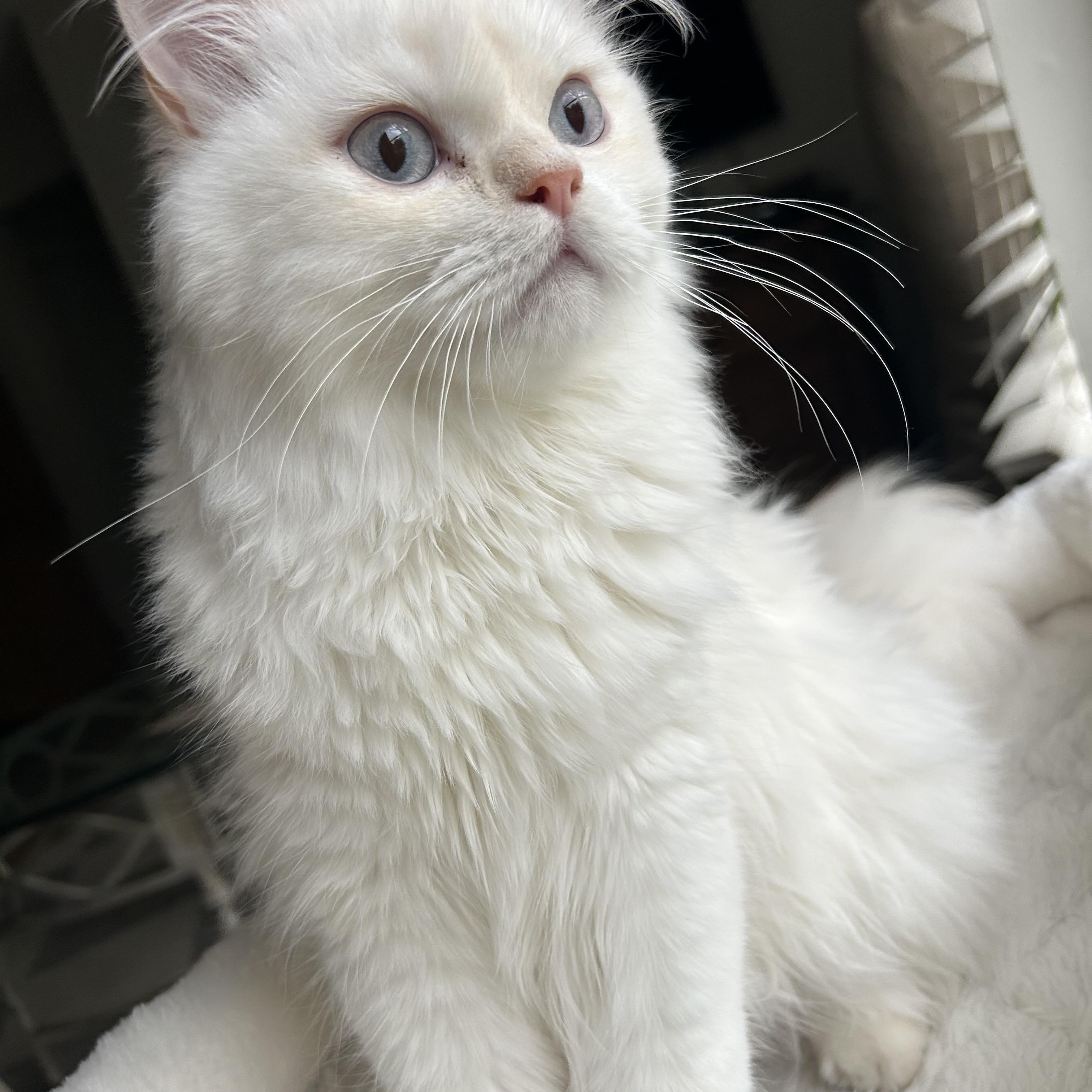 Pippin (male ) & Winnie (female), a ADOPTABLE Persian in Allentown, NJ image 4/6