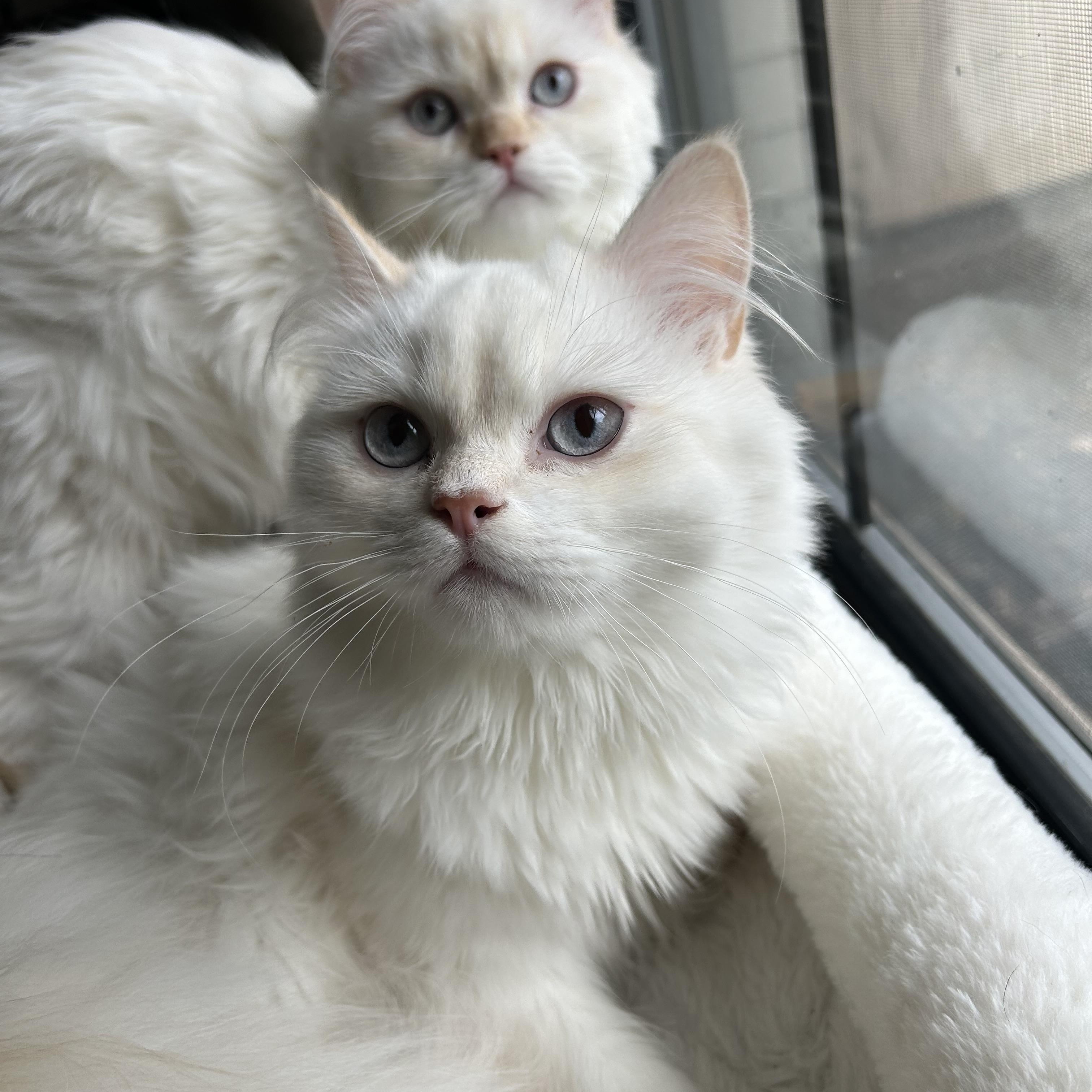 Pippin (male ) & Winnie (female), a ADOPTABLE Persian in Allentown, NJ image 3/6