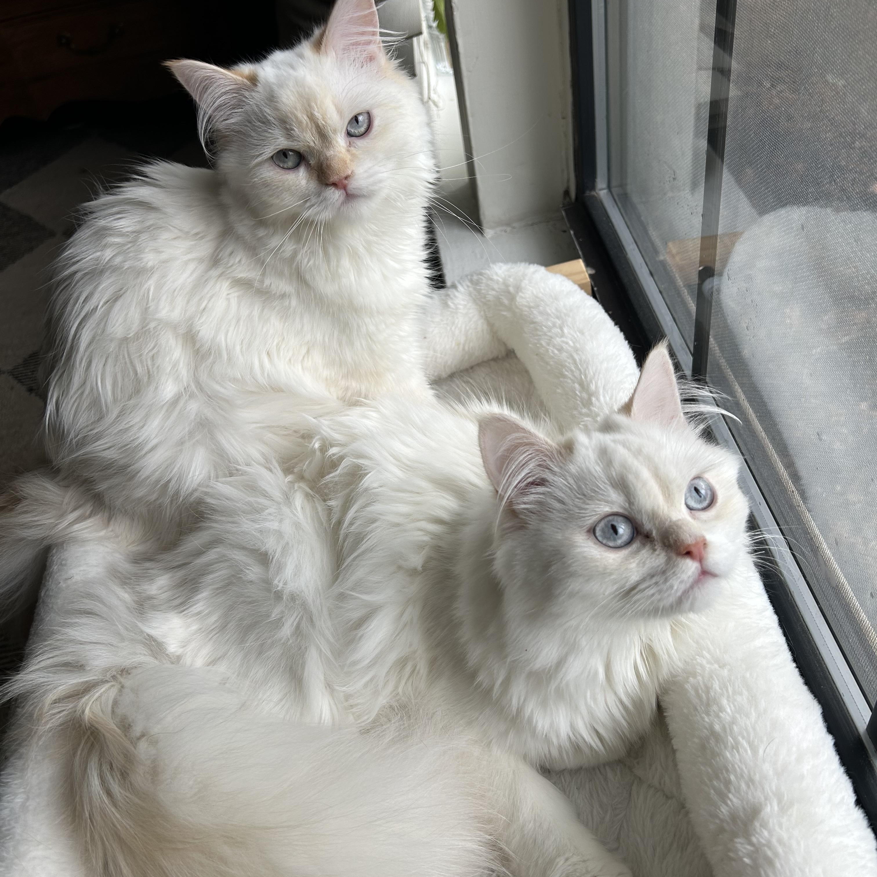 Pippin (male ) & Winnie (female), a ADOPTABLE Persian in Allentown, NJ image 2/6