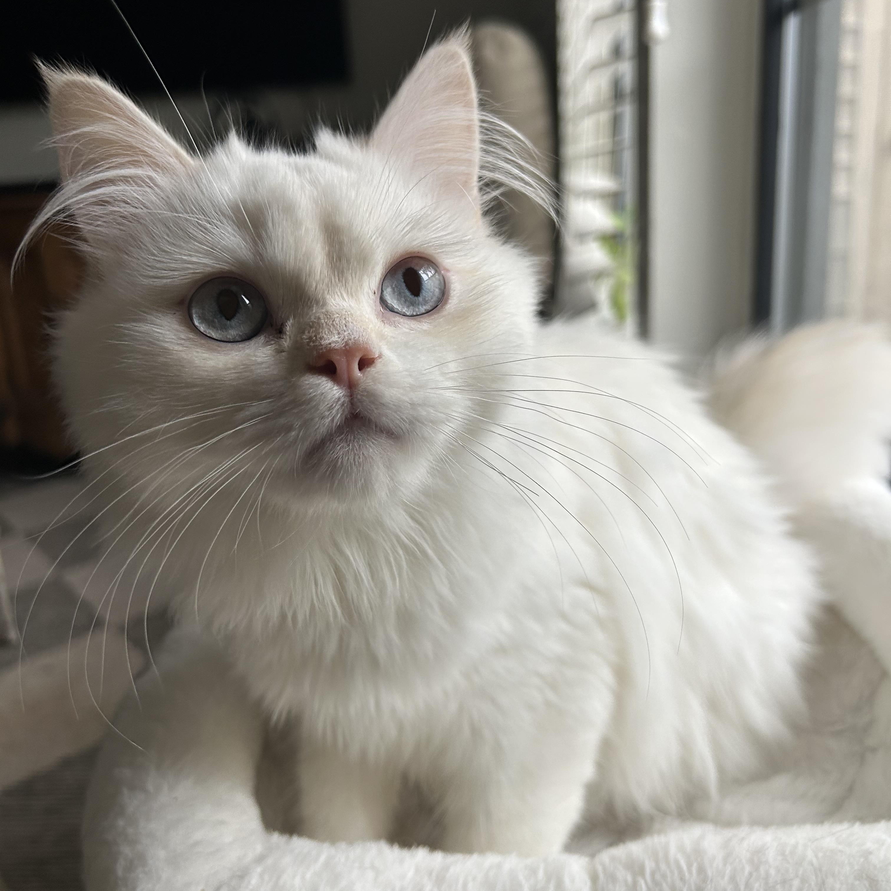 Pippin (male ) & Winnie (female), a ADOPTABLE Persian in Allentown, NJ image 6/6