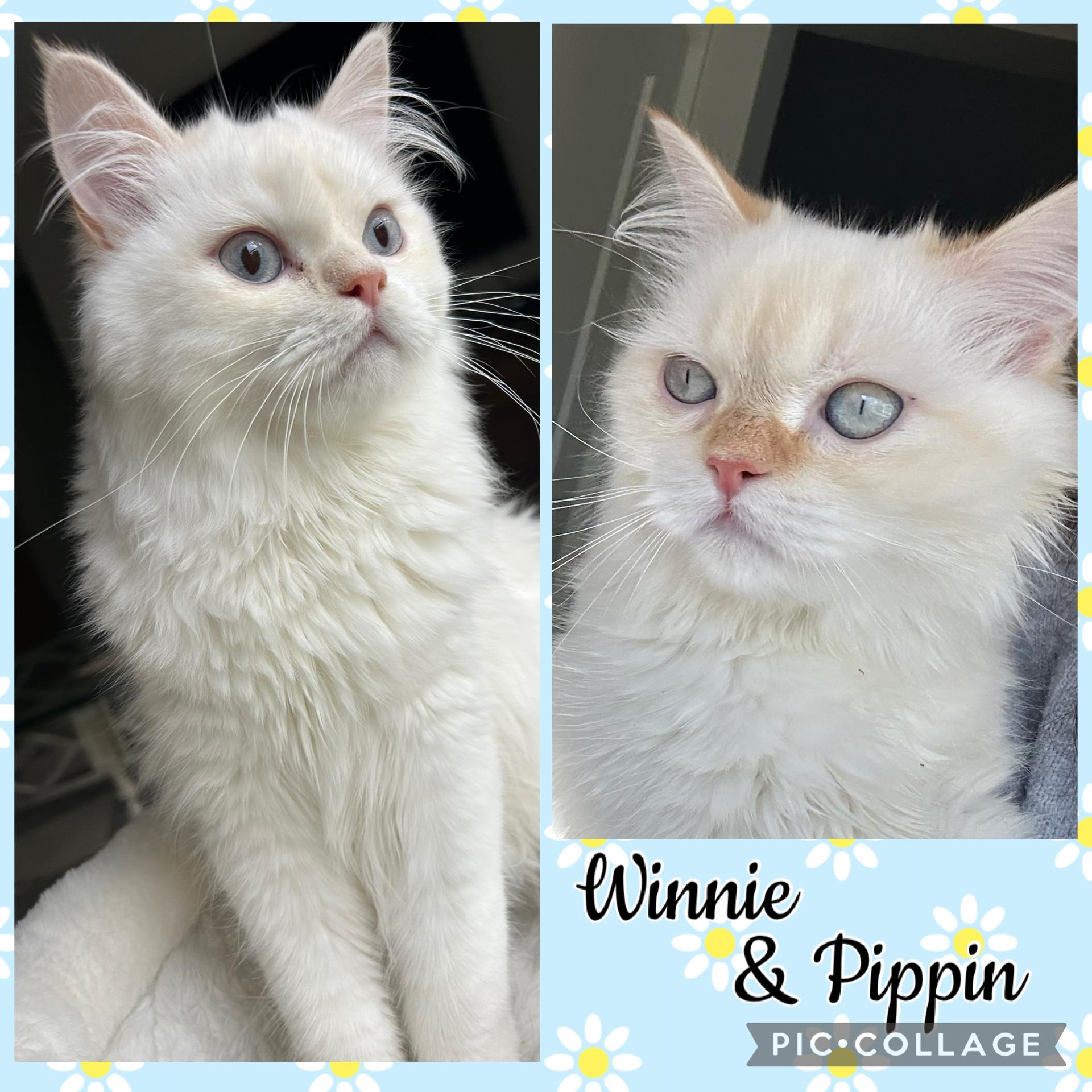 Pippin (male ) & Winnie (female), a ADOPTABLE Persian in Allentown, NJ image 1/6