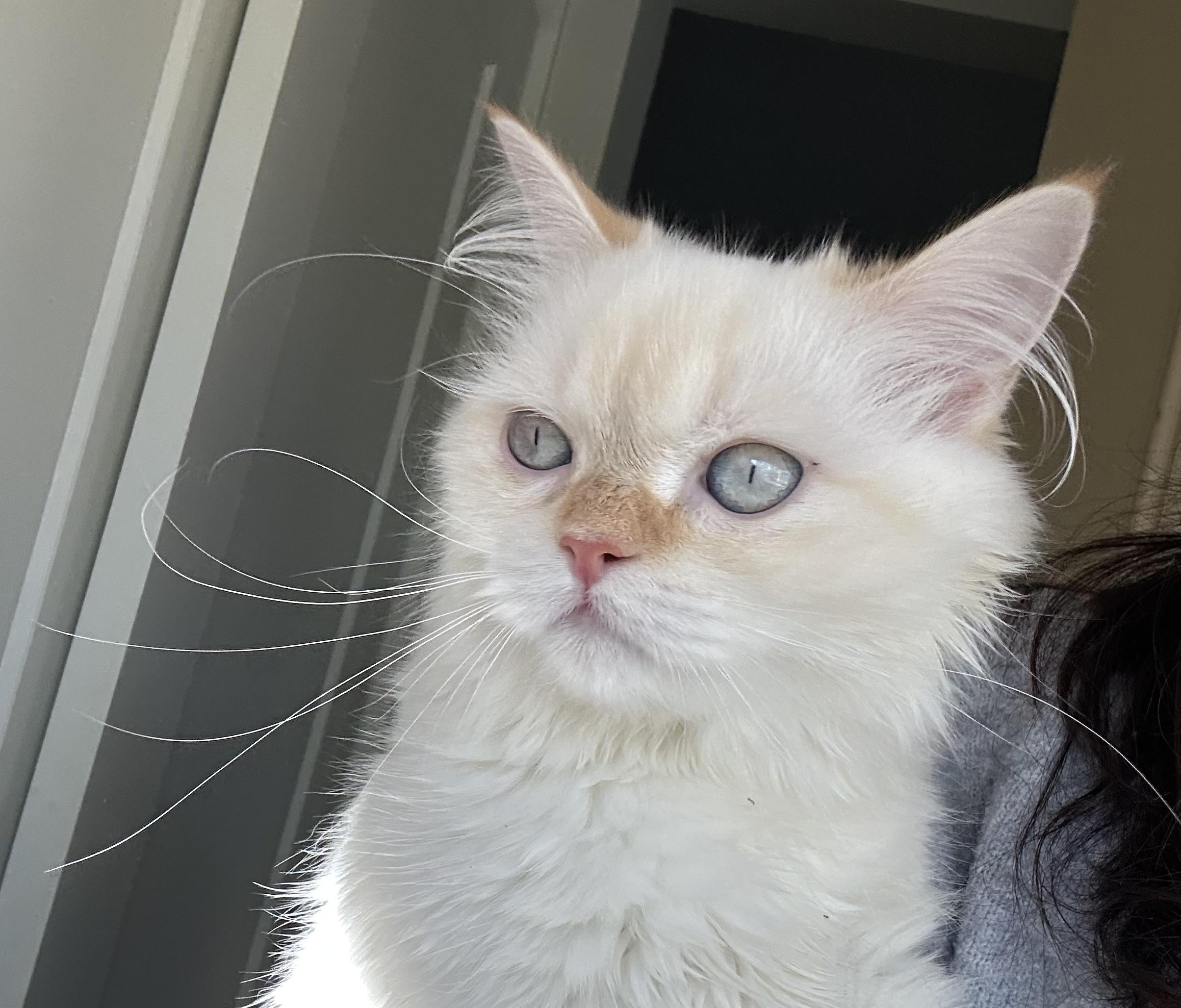 Pippin (male ) & Winnie (female), a ADOPTABLE Persian in Allentown, NJ image 5/6