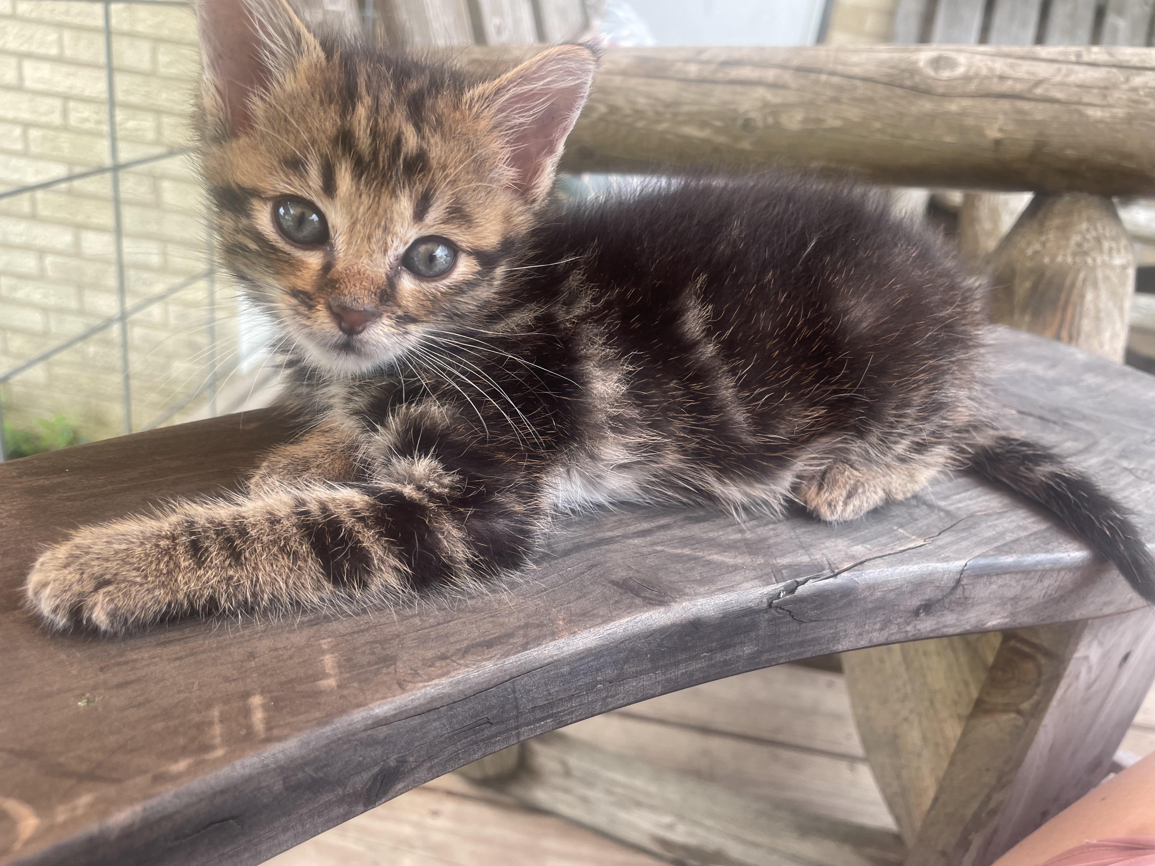 Miloh, Adopted, Kitten Male American Shorthair & British Shorthair.