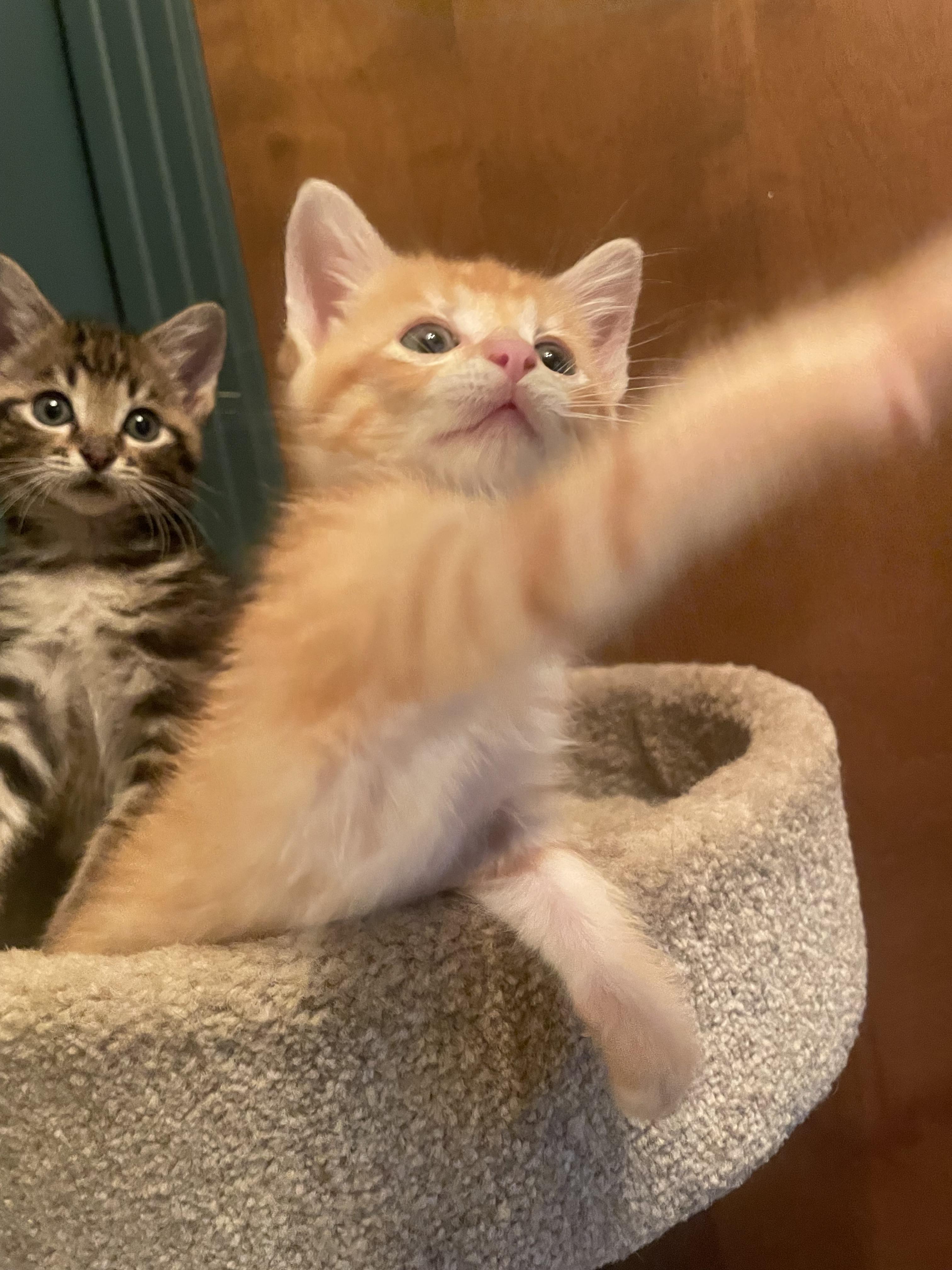 Miloh, a Adopted mixed breed in Nashville, TN image 3/6