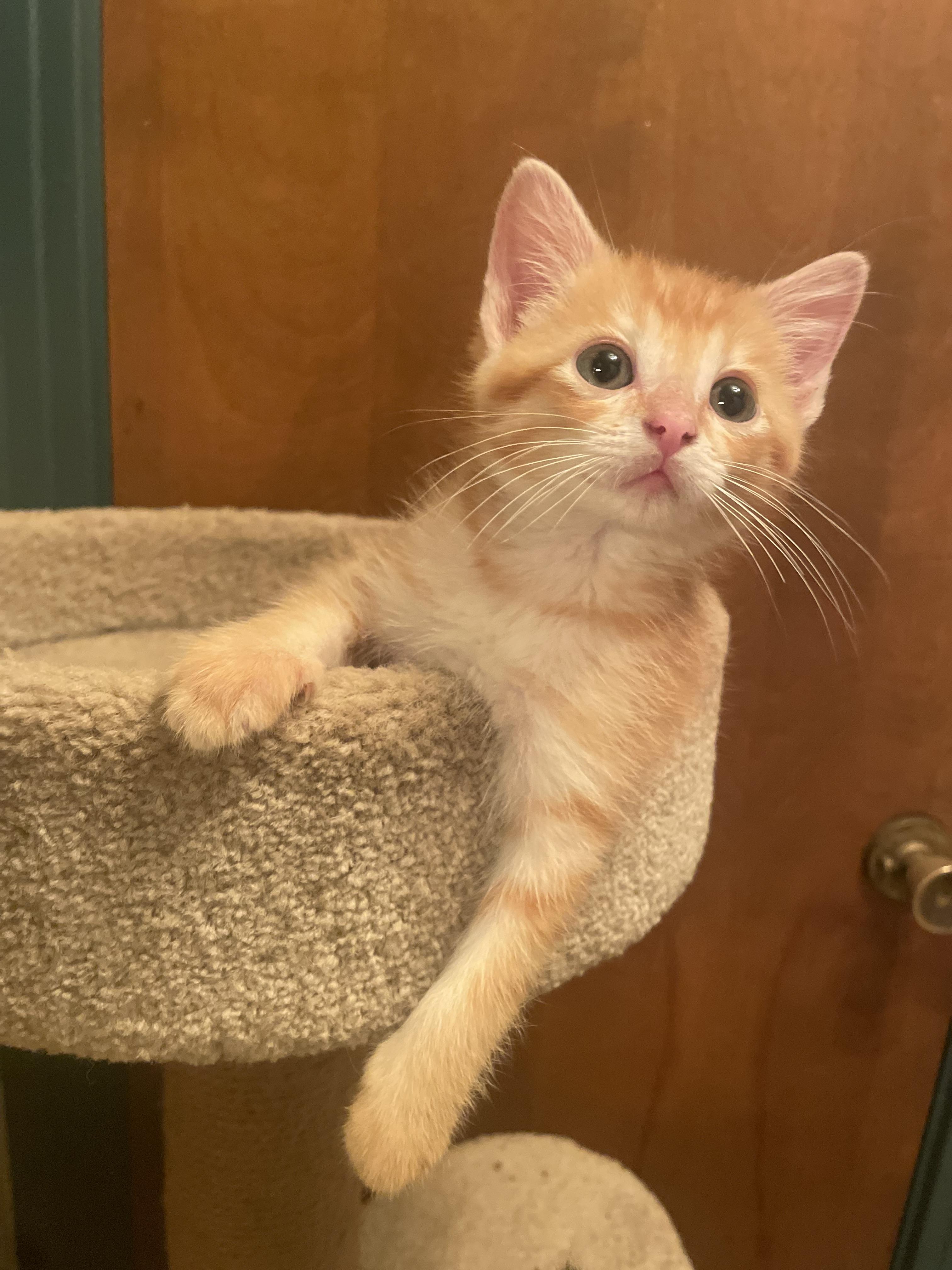 Miloh, a Adopted mixed breed in Nashville, TN image 4/6