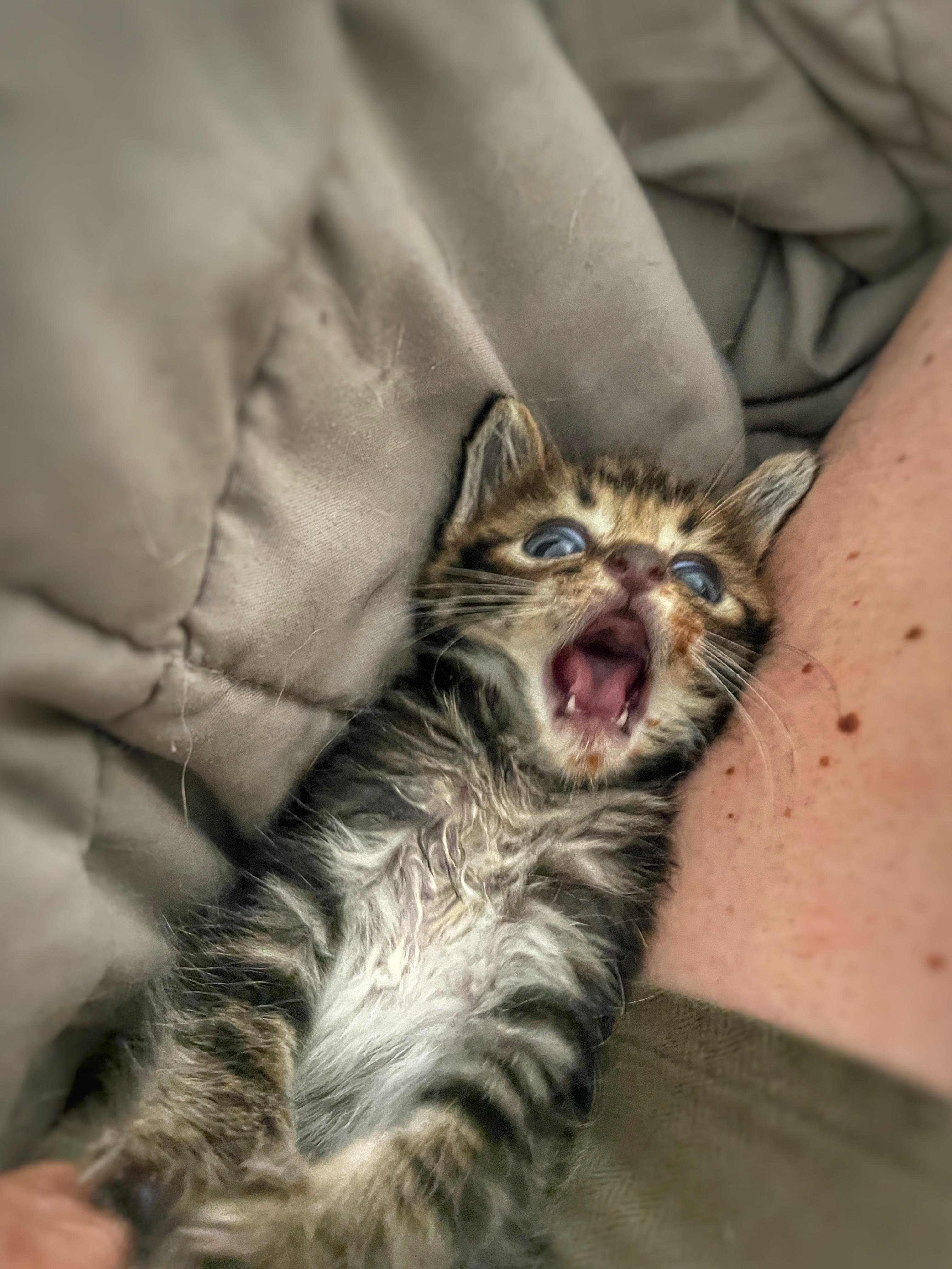 Miloh, a Adopted mixed breed in Nashville, TN image 5/6