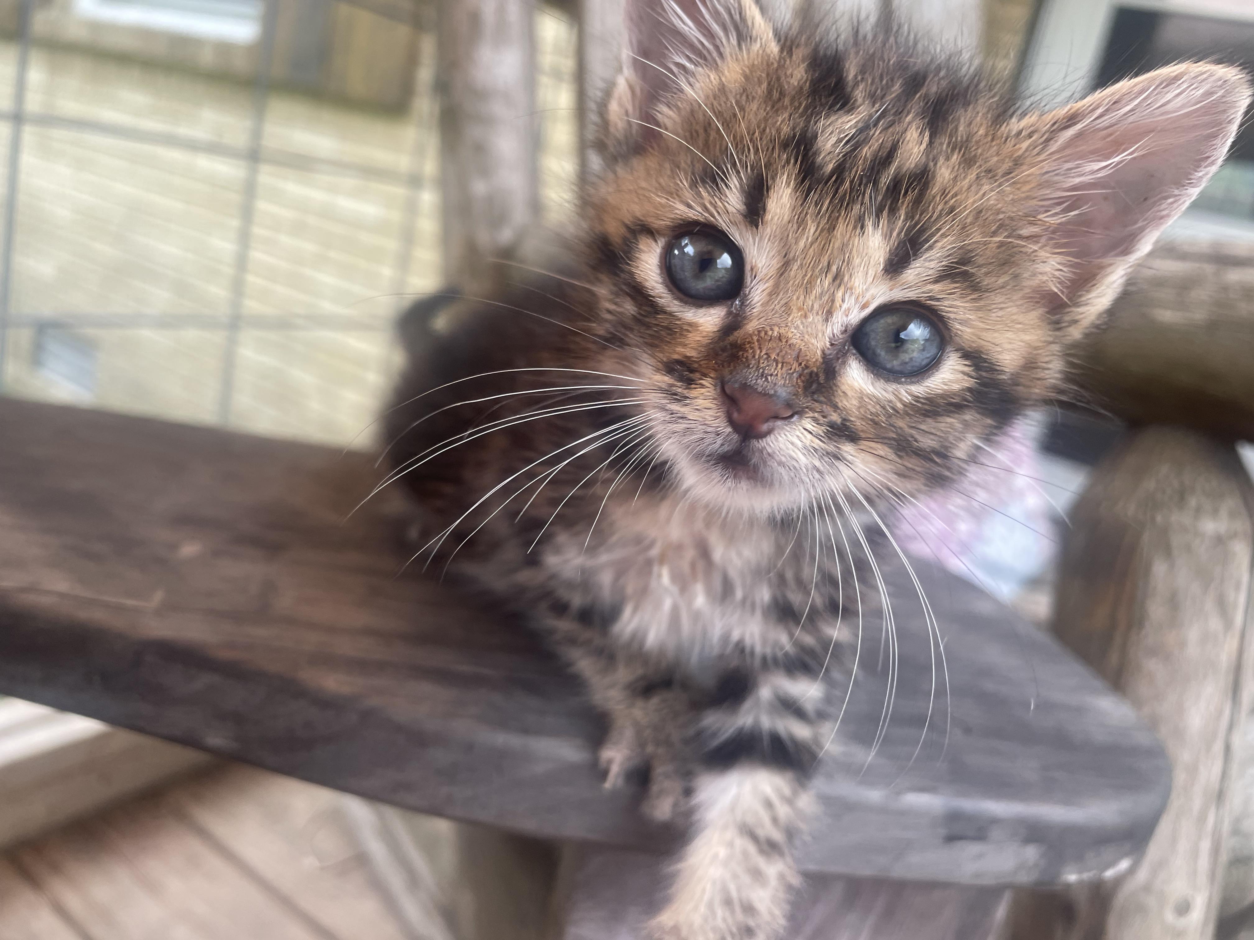 Miloh, a Adopted mixed breed in Nashville, TN image 6/6