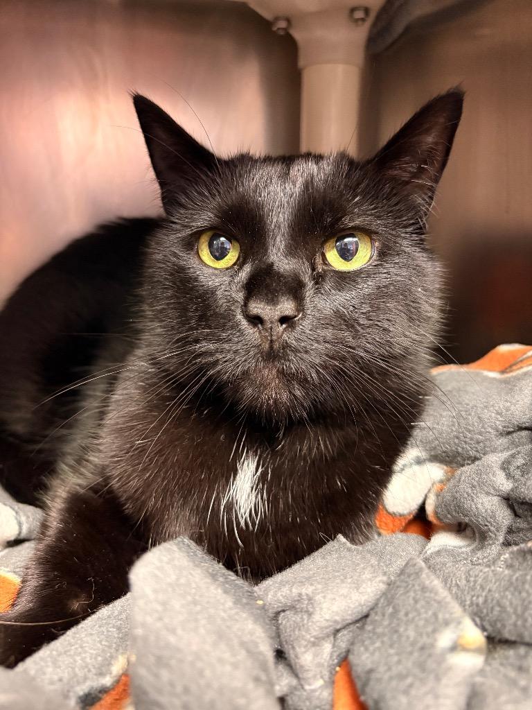 Clark, Adoptable, Adult Male Domestic Short Hair.