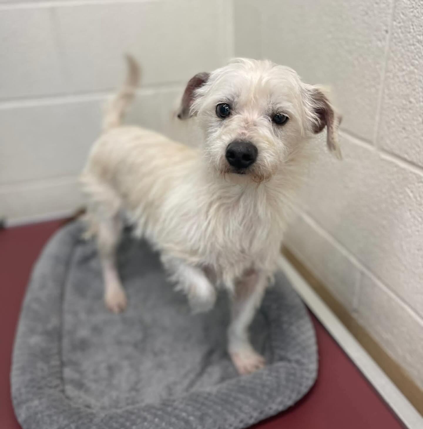 Arthur, ADOPTABLE, Adult Male Mixed Breed.