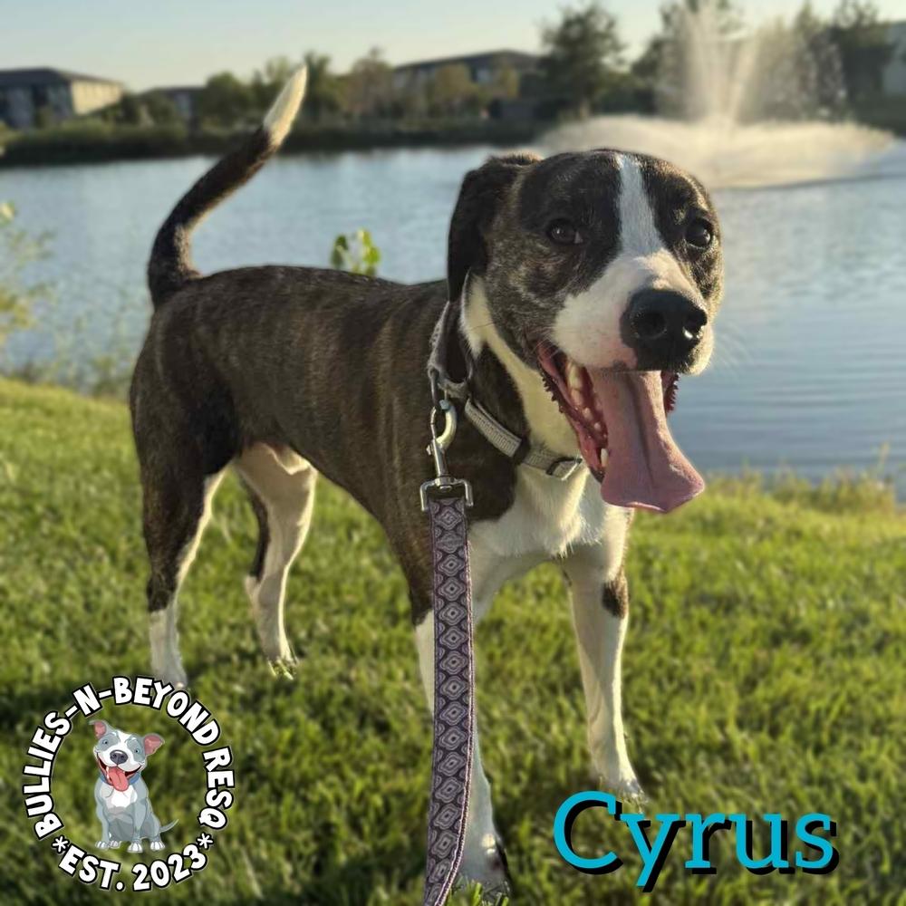 Cyrus, Adoptable, Adult Male American Staffordshire Terrier & Australian Shepherd.