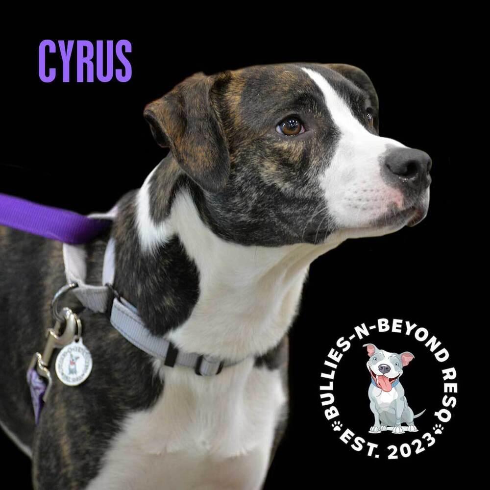 Enlarge Cyrus, a Adoptable mixed breed in Omaha, NE image 5/6