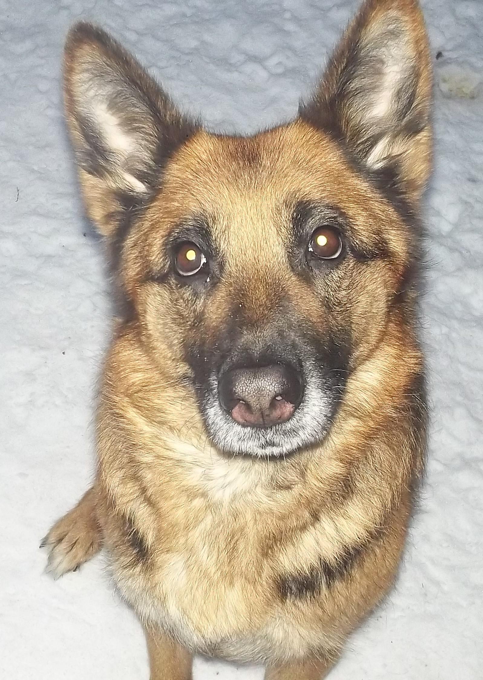 Enlarge SASHA, an adopted German Shepherd Dog in Reed City, MI image 1/3