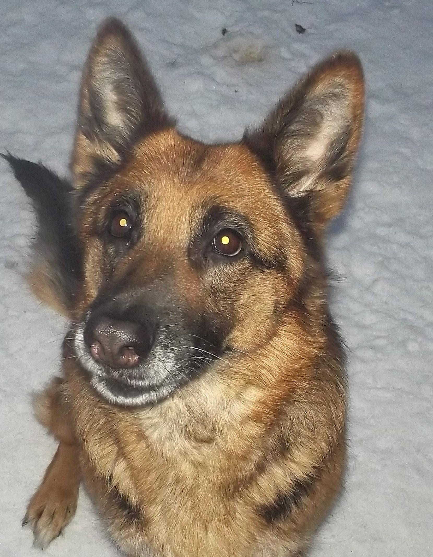Enlarge SASHA, an adopted German Shepherd Dog in Reed City, MI image 2/3