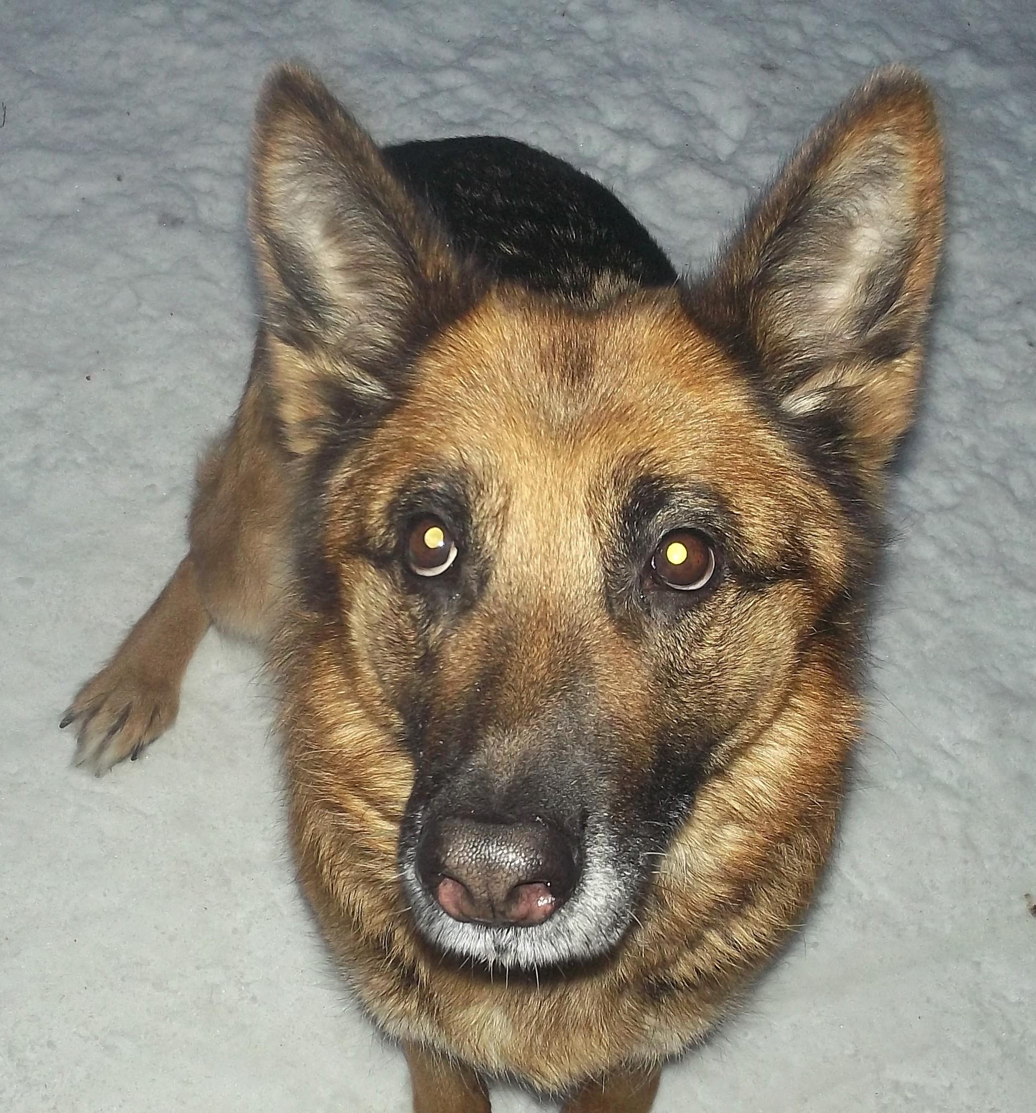 Enlarge SASHA, an adopted German Shepherd Dog in Reed City, MI image 3/3