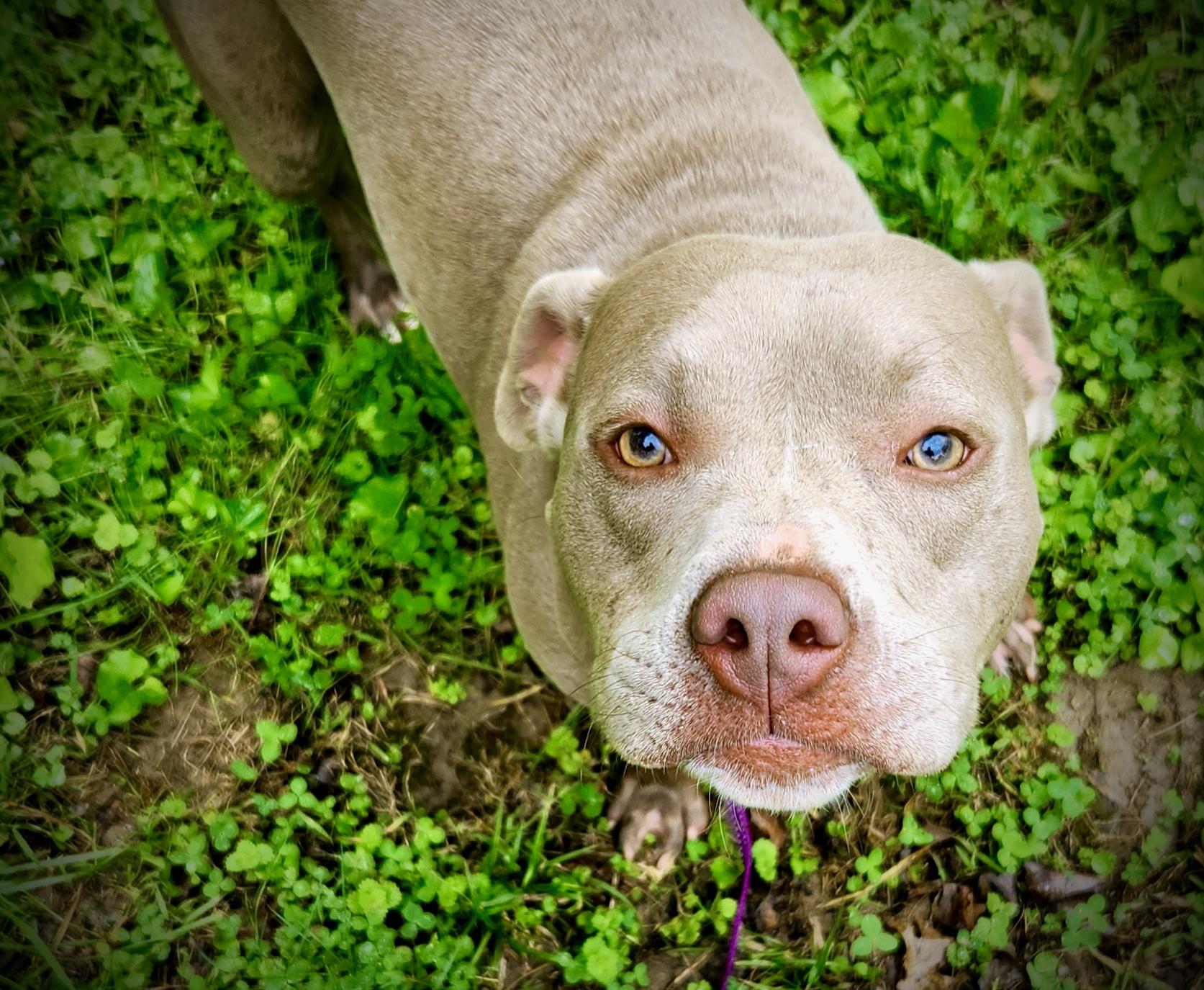 Juliette , an adopted Pit Bull Terrier in Oxford, GA image 1/3